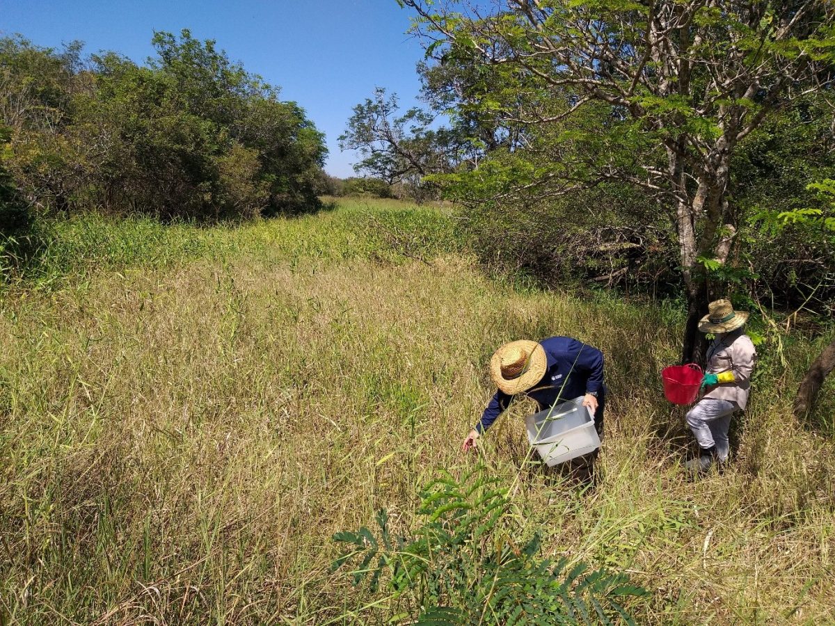 Join the staff of NT Department of Industry, Tourism and Trade's CPRF for a site tour of several crop trials, including those for the CRC's 'Commercialising native rice' project.