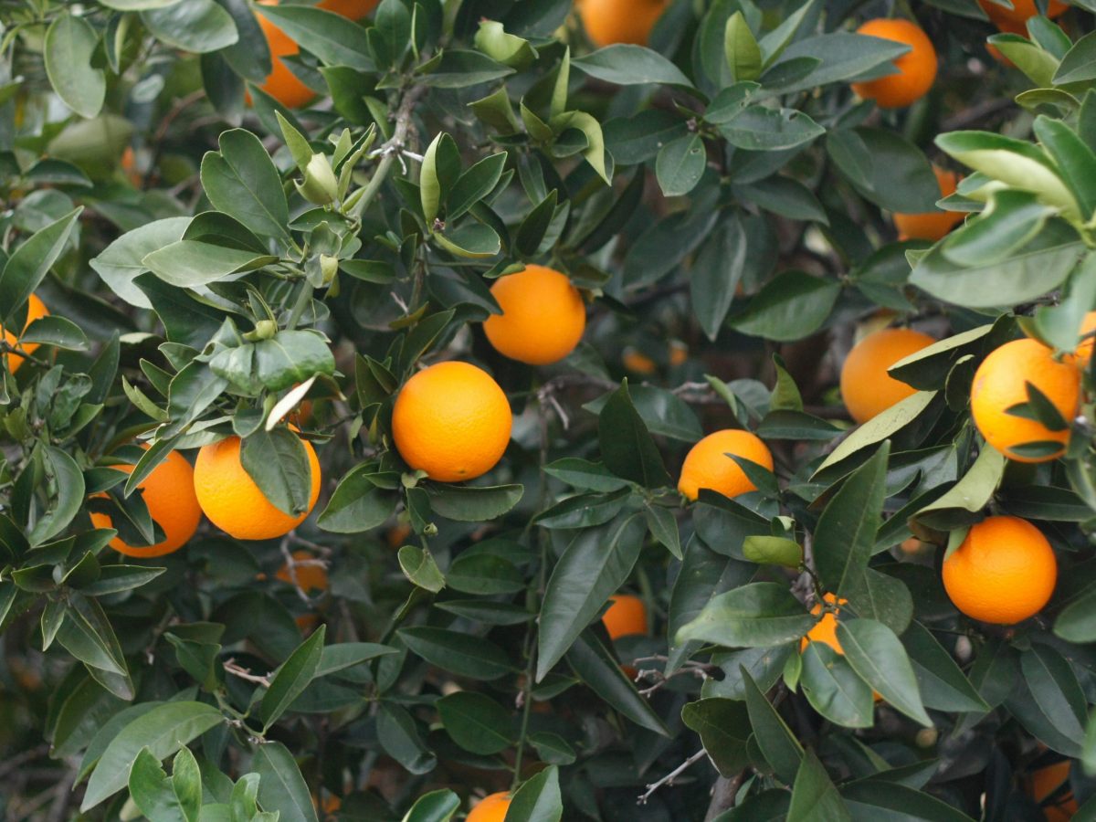 Hort Innovation launches $28m program to boost tree-crop productivity