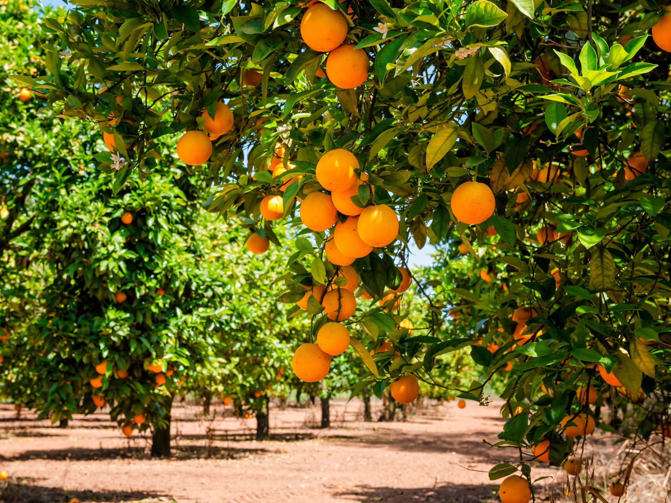 CRC industry partner Costa Group has diversified its business further by acquiring Queensland citrus-growing company 2PH Farms.