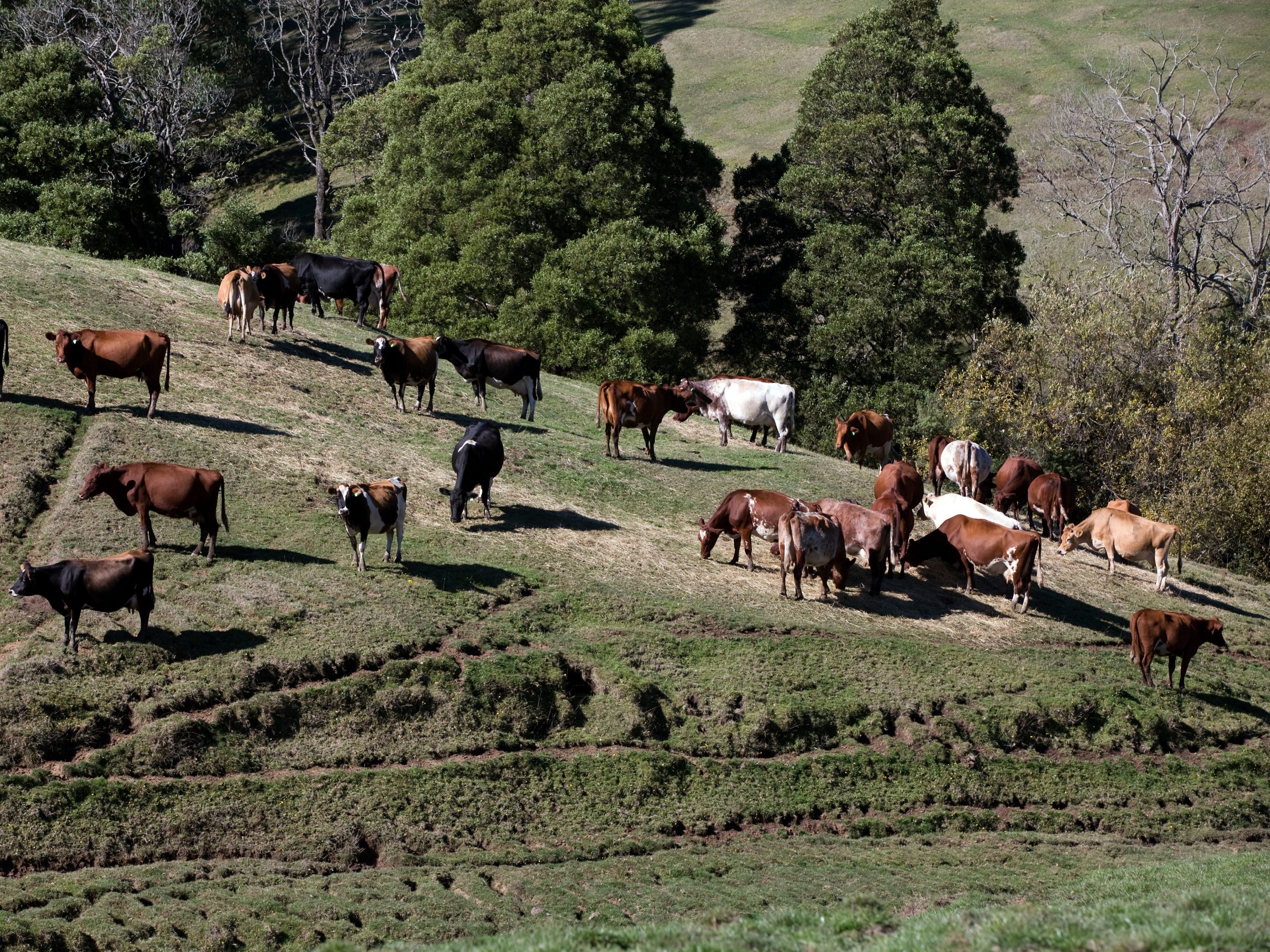 The winners of Food & Fibre Gippsland’s ‘What’s Your Food or Fibre Challenge, Gippsland?’ have been announced. The successful  businesses will use the funding and support to help them surmount obstacles to sustainable growth.