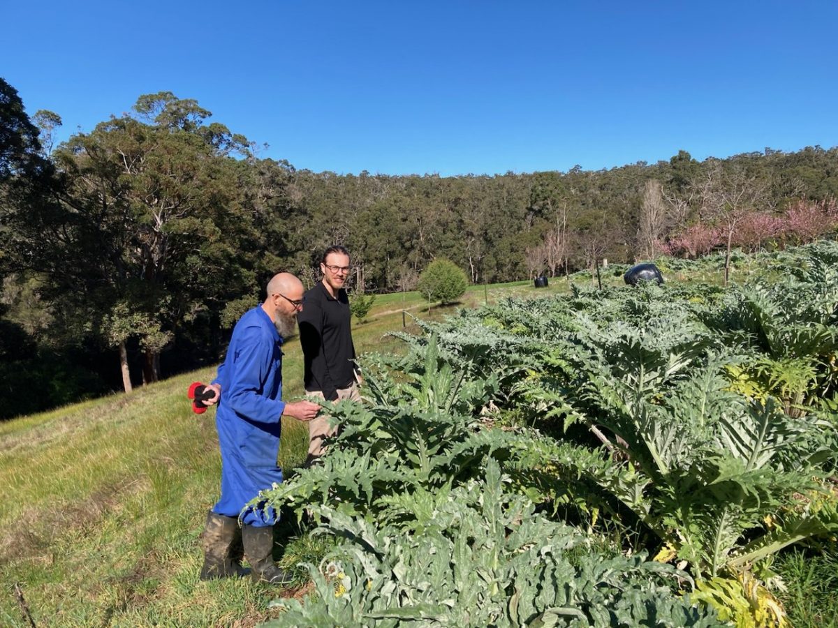 https://www.futurefoodsystems.com.au/wp-content/uploads/2021/08/Artichoke-3-1200x900.jpg