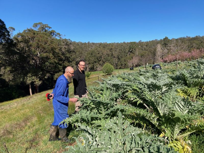 The first sensory evaluation and fingerprinting work is underway in the CRC’s ‘Bioactive components for value-add to Australian artichokes’ project following the winter-spring harvest of Mt Lindesay’s organic globe artichoke varieties.