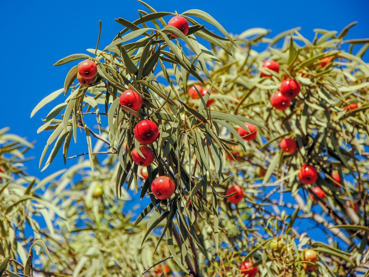 Portable chemistry kit sweetens native bush fruit production