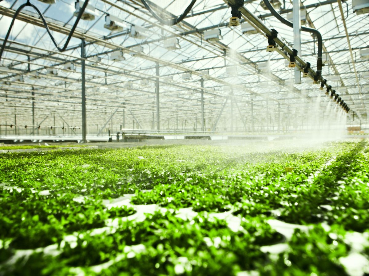 https://www.futurefoodsystems.com.au/wp-content/uploads/2021/08/Greenhouse-watering-system-in-action.-Credit-Shutterstock_149425433_CROP-scaled-1200x900.jpg