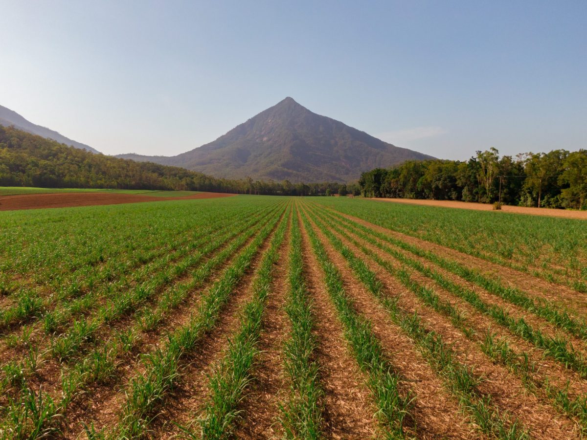 https://www.futurefoodsystems.com.au/wp-content/uploads/2021/08/Sugarcane-fields-near-Walshs-Pyramid-Cairns-Australia.-Credit-Shutterstock_1606887571_CROP-scaled-1200x900.jpg