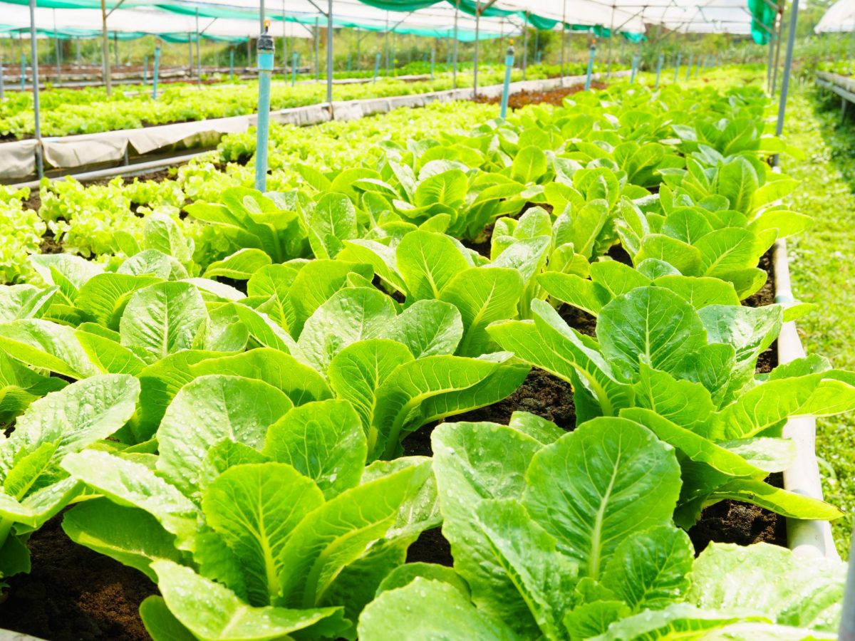 https://www.futurefoodsystems.com.au/wp-content/uploads/2021/08/Sustainable-horticulture-lettuces-grown-in-a-water-and-energy-efficient-greenhouse-set-up.-Credit-Shutterstock_1926596915_CROP-scaled-1200x900.jpg