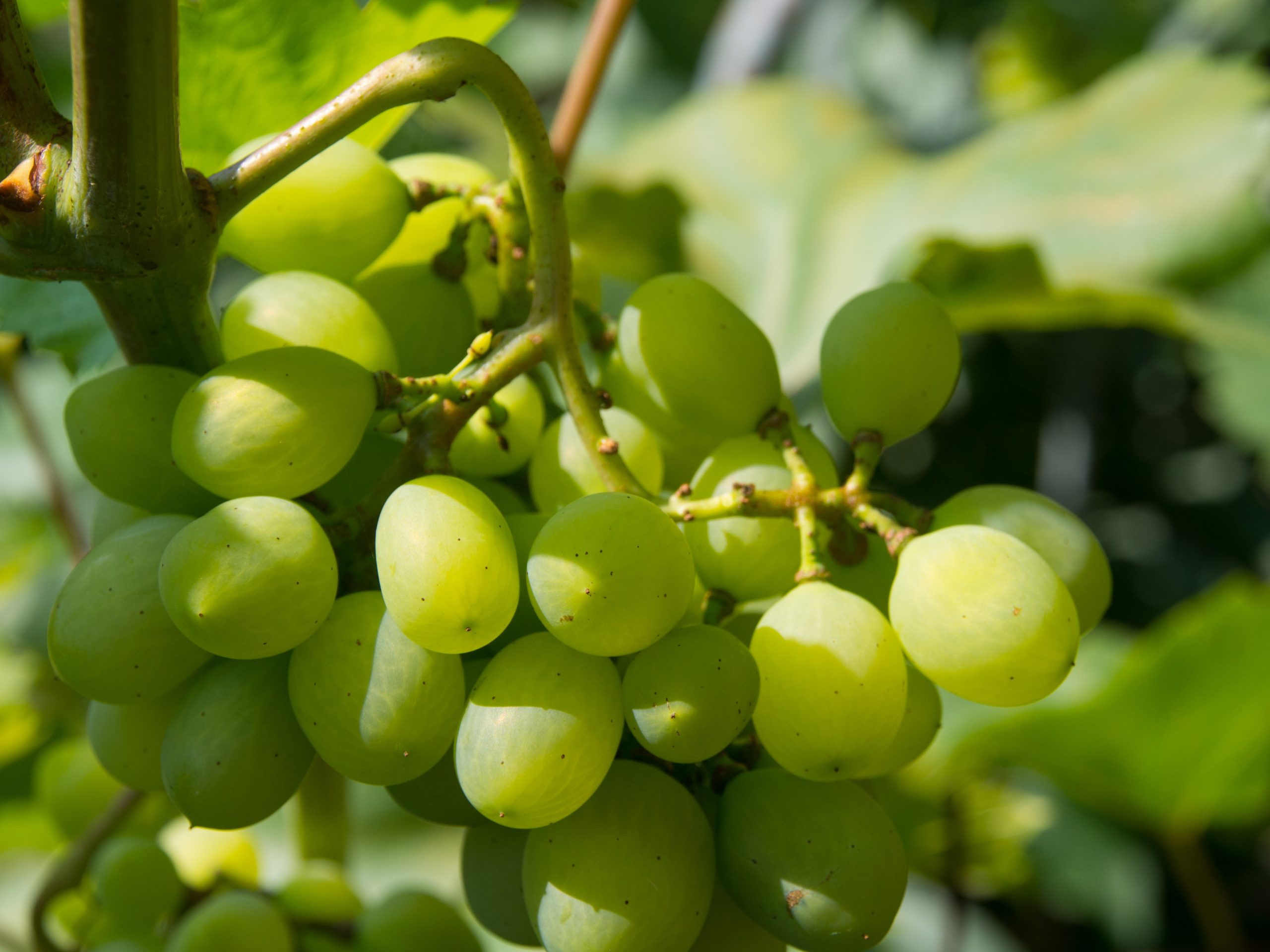 National fruit and veg wholesaler Perfection Fresh has acquired a major table grapes operation as part of an ongoing push to diversify.