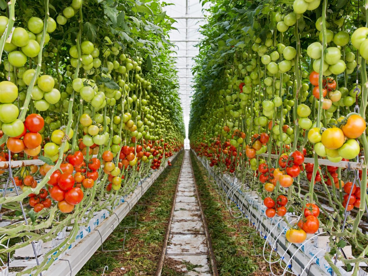 https://www.futurefoodsystems.com.au/wp-content/uploads/2021/09/Inside-PPetuals-commercial-scale-greenhouse-growing-truss-tomatoes.-Credit-PPetual-Holdings_CROP_Ppetual-002-scaled-1200x900.jpg