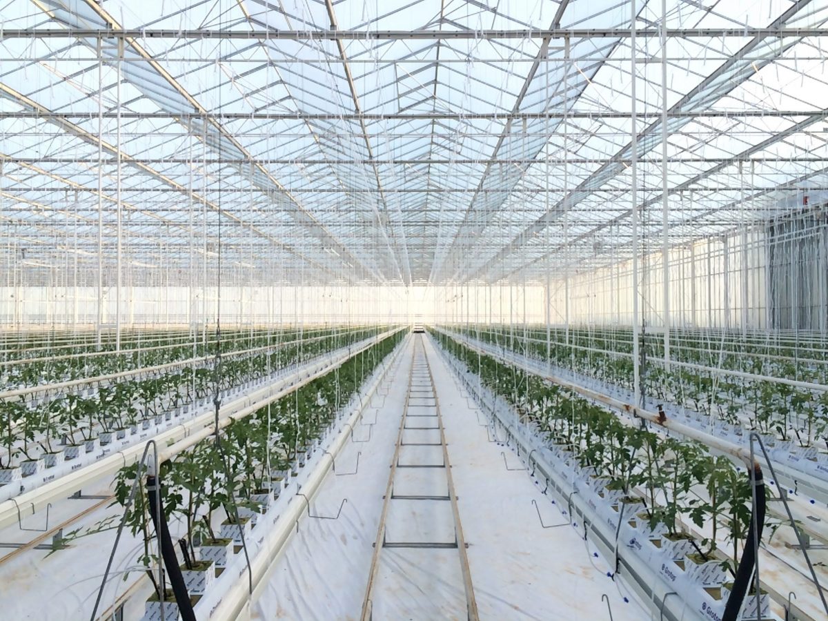 https://www.futurefoodsystems.com.au/wp-content/uploads/2021/09/Inside-PPetuals-commercial-scale-greenhouse-young-plants.-Credit-PPetual-Holdings_CROP-scaled-1200x900.jpg