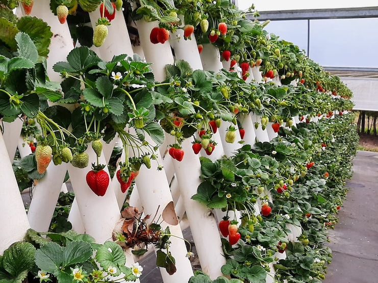 https://www.futurefoodsystems.com.au/wp-content/uploads/2021/09/Peak-harvest-time-is-in-August-and-September.-Credit-Ricardoes-Tomatoes-and-Strawberries_CROP.png