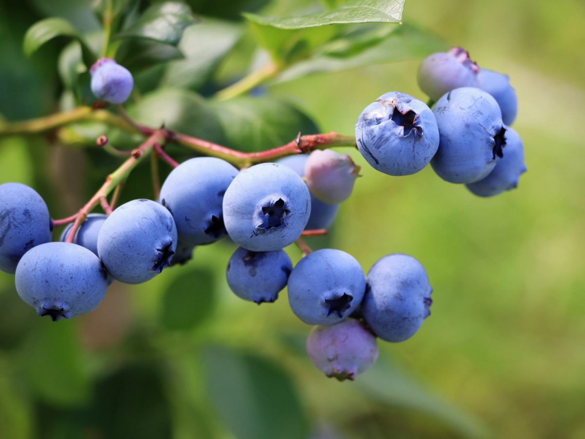 https://www.futurefoodsystems.com.au/wp-content/uploads/2021/10/Blueberries-on-the-bush.-Credit-Shutterstock_2034511922-scaled-1200x900.jpg