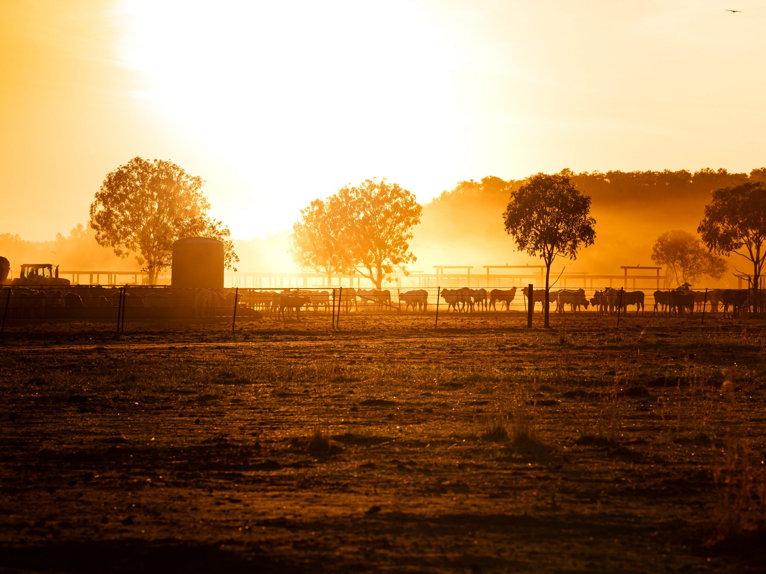 The federal-government-backed $4m Research Institute for Northern Agriculture and Drought Resilience will boost CDU’s research capability in aquaculture, livestock, pastoral production. and cropping and horticulture systems.