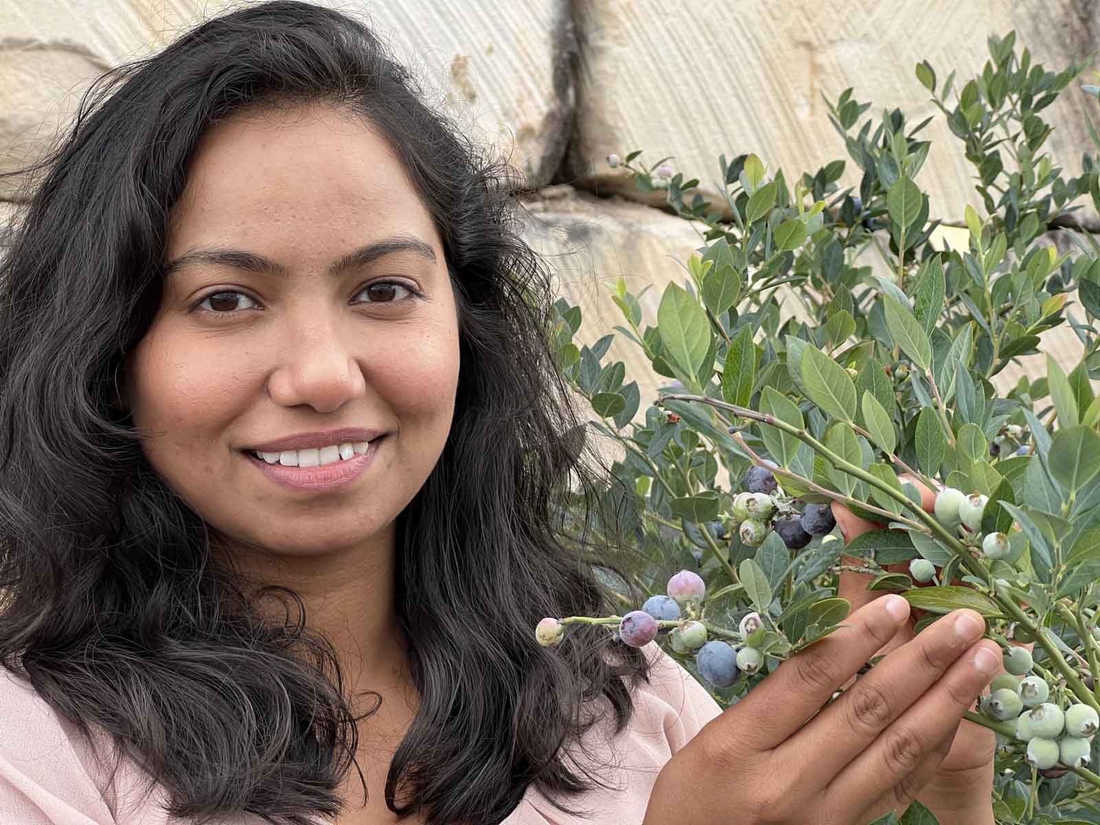 As CRC Industry PhD student attached to the 'Blueberry nutritional optimisation' project, Gareema Pandey is working with crop scientists and sustainability experts at Western Sydney University and NSW Department of Primary Industries to improve the nutritional profile of blueberries grown undercover.