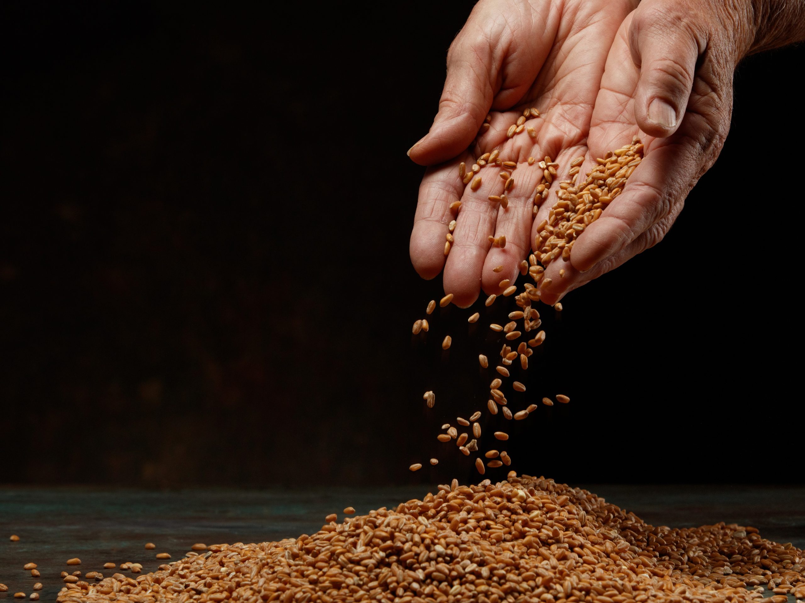 Understanding the ‘art’ of grain drying for process and product improvement