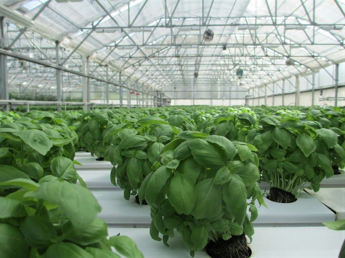 WSU to partner with Qatar University to develop sustainable fertigation technology