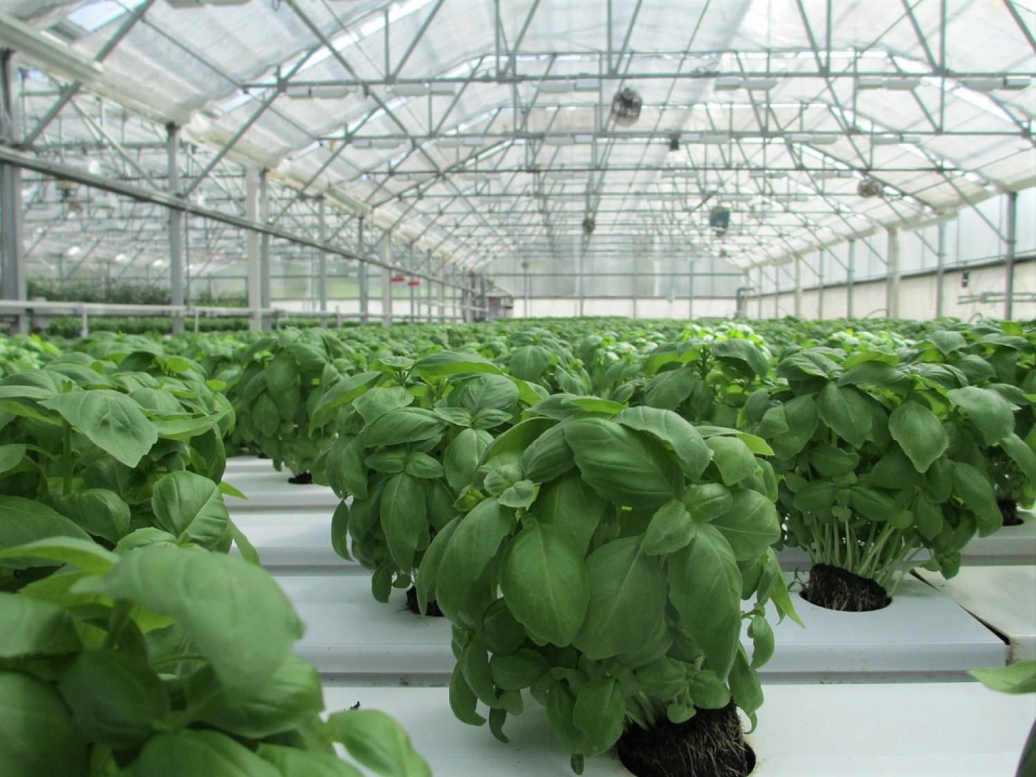 Protected cropping experts at Western Sydney University are embarking on a CRC project with new partner Qatar University to deliver novel fertigation solutions that optimise indoor crops.