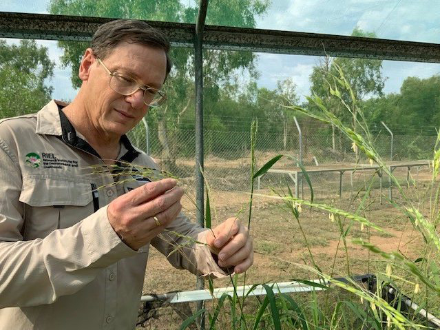 Charles Darwin University's Dr Sean Bellairs is a specialist in site revegetation and in breeding and establishing plants indigenous to Australia's north. He's also the research lead on the CRC's four-year, multi-partner 'Native rice commercialisation' project.