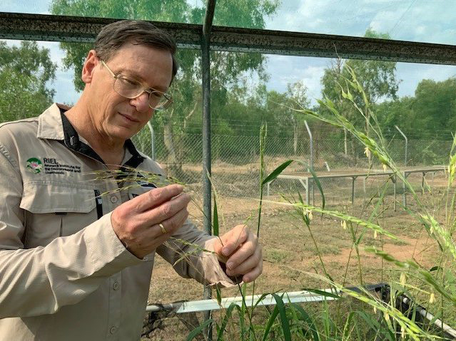 https://www.futurefoodsystems.com.au/wp-content/uploads/2021/10/Sean-Bellairs-with-a-sample-of-native-rice-2021_W.jpg