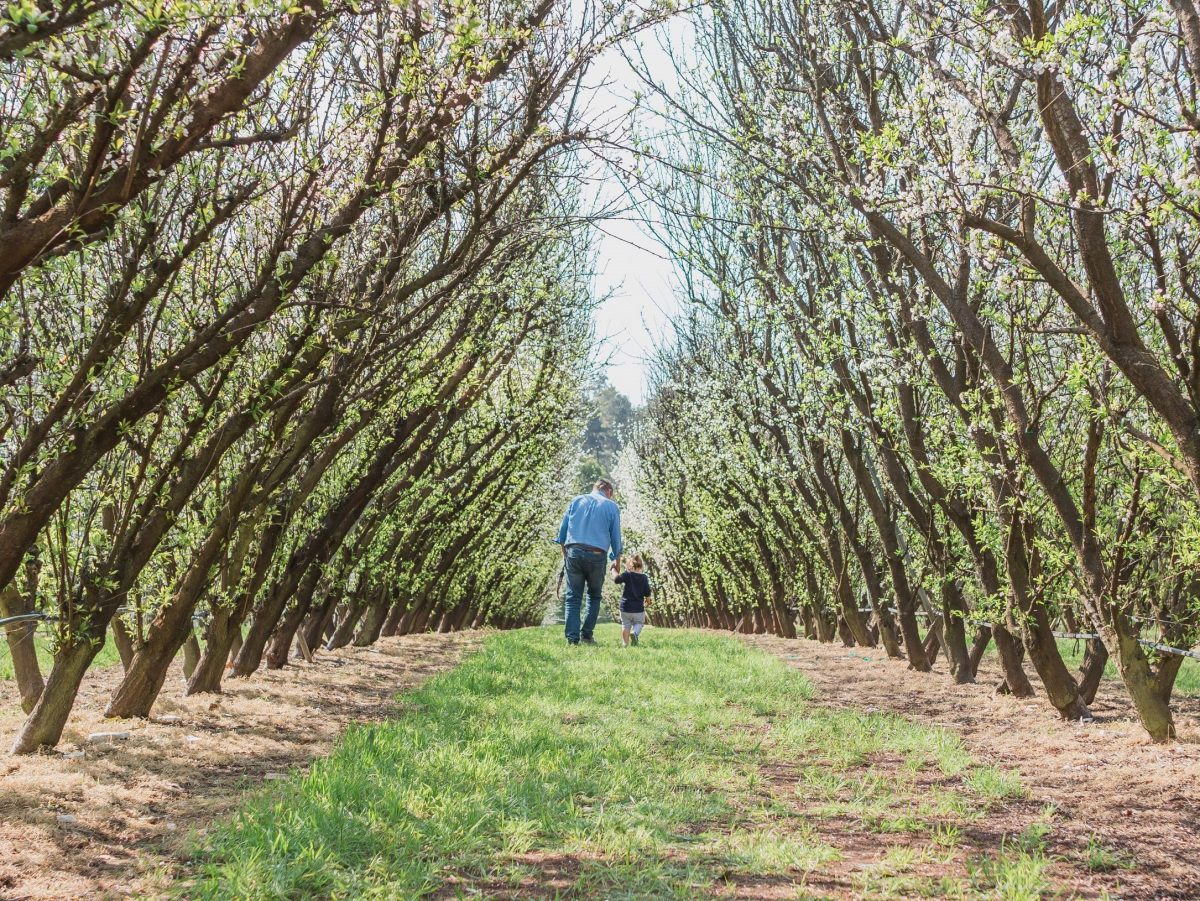 https://www.futurefoodsystems.com.au/wp-content/uploads/2021/11/Caraholly-Orchard-Dwellingup.-Credit-Lisa-Watson-Photography-courtesy-of-Peel-DC_CROP-1200x901.jpg