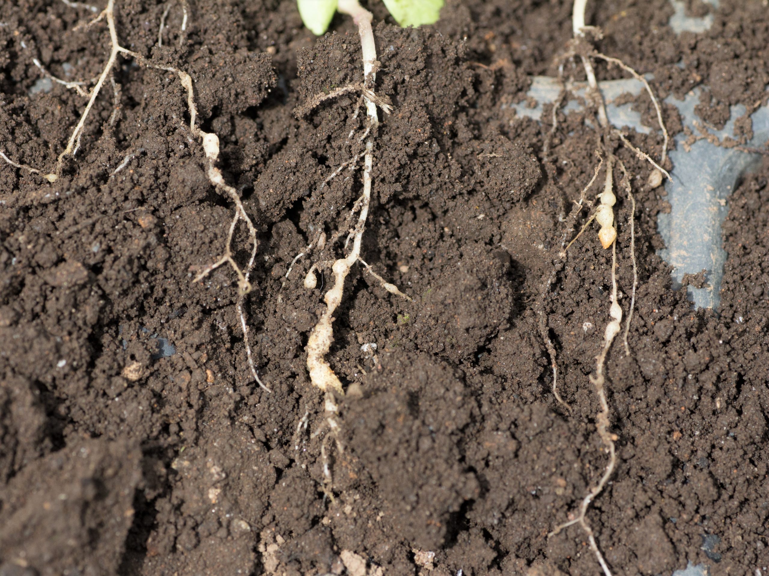 A new Future Food Systems CRC project helmed by world-leading crop scientist, Western Sydney University's Professor Brajesh Singh, will explore novel ways to combat common root pathogens in Australian protected cropping operations. 