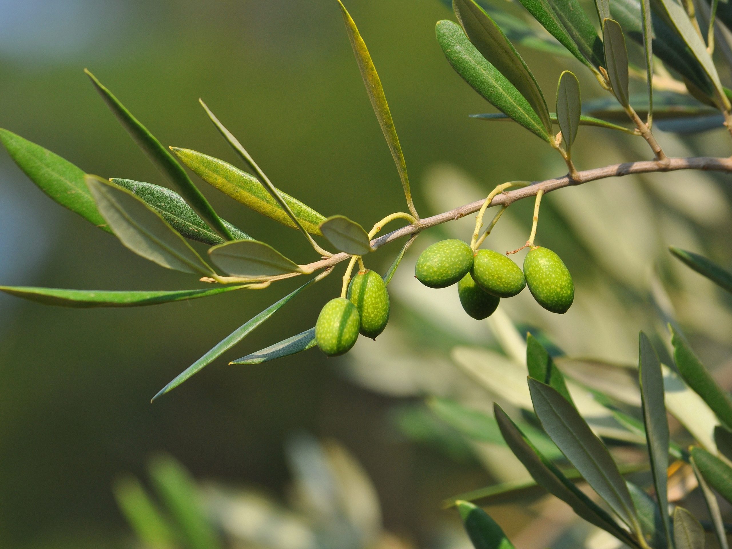 Murdoch University scientists are using cutting-edge methods and equipment to profile the nutritional makeup of high-value produce from across Western Australia, including truffles, artichokes and olive oil.