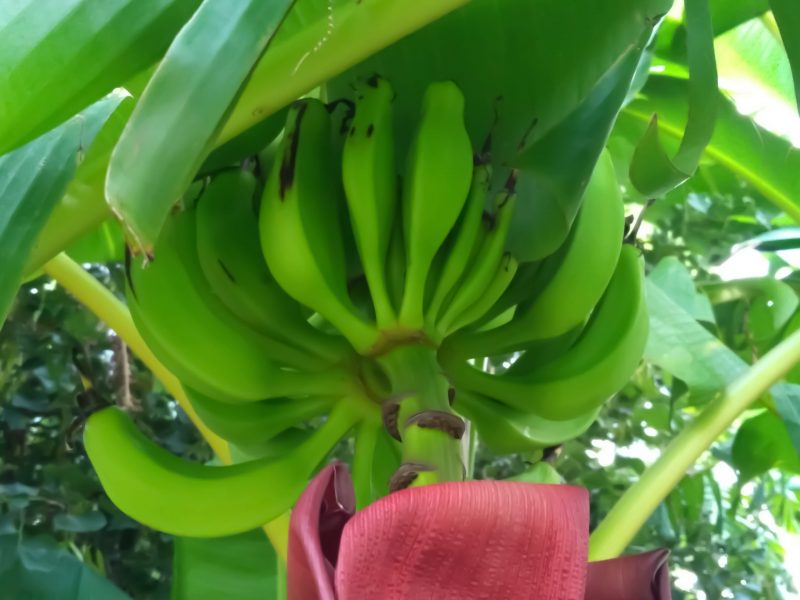 Tech-powered banana picking and more at the ARM Hub Industry Day