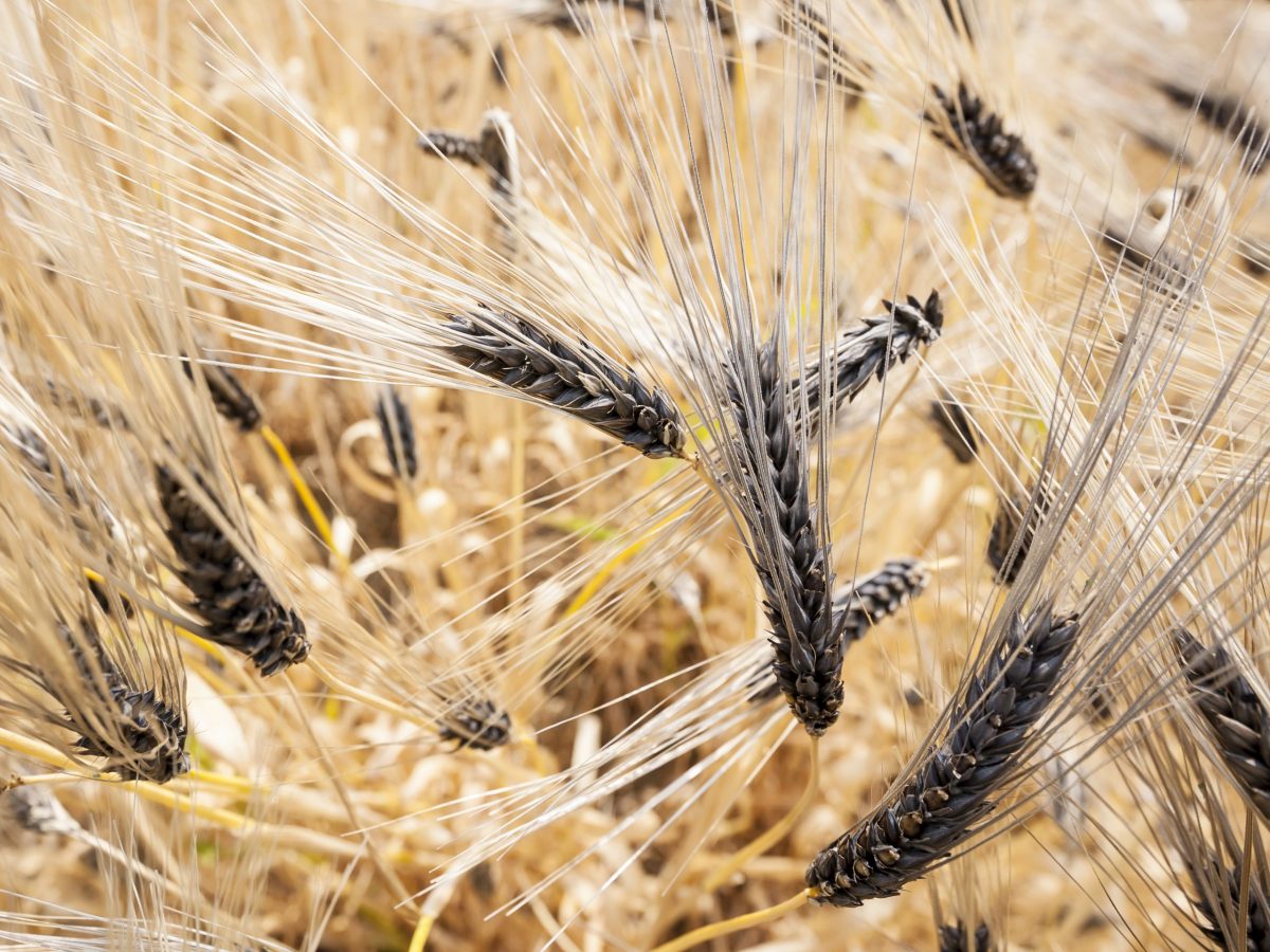 https://www.futurefoodsystems.com.au/wp-content/uploads/2022/03/Black-barley-crop.-Credit-Shutterstock_660733897_CROP-scaled-1200x900.jpg