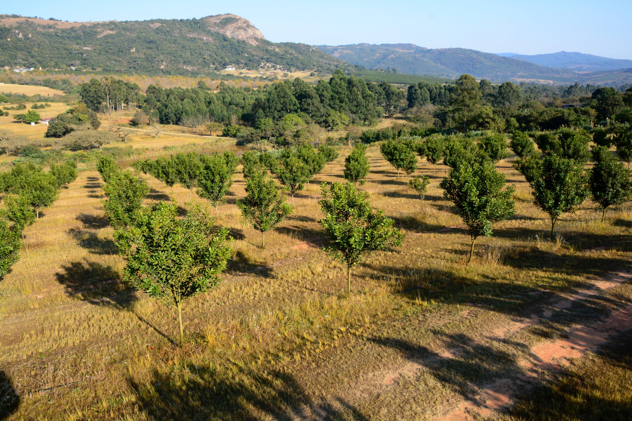 UNE’s Remote Sensing Centre is going offshore with its world-first tree crop mapping capability. The same capability is being deployed in a Hort Innovation-UNE project to map Australia's protected cropping facilites supported by PCA and the CRC.