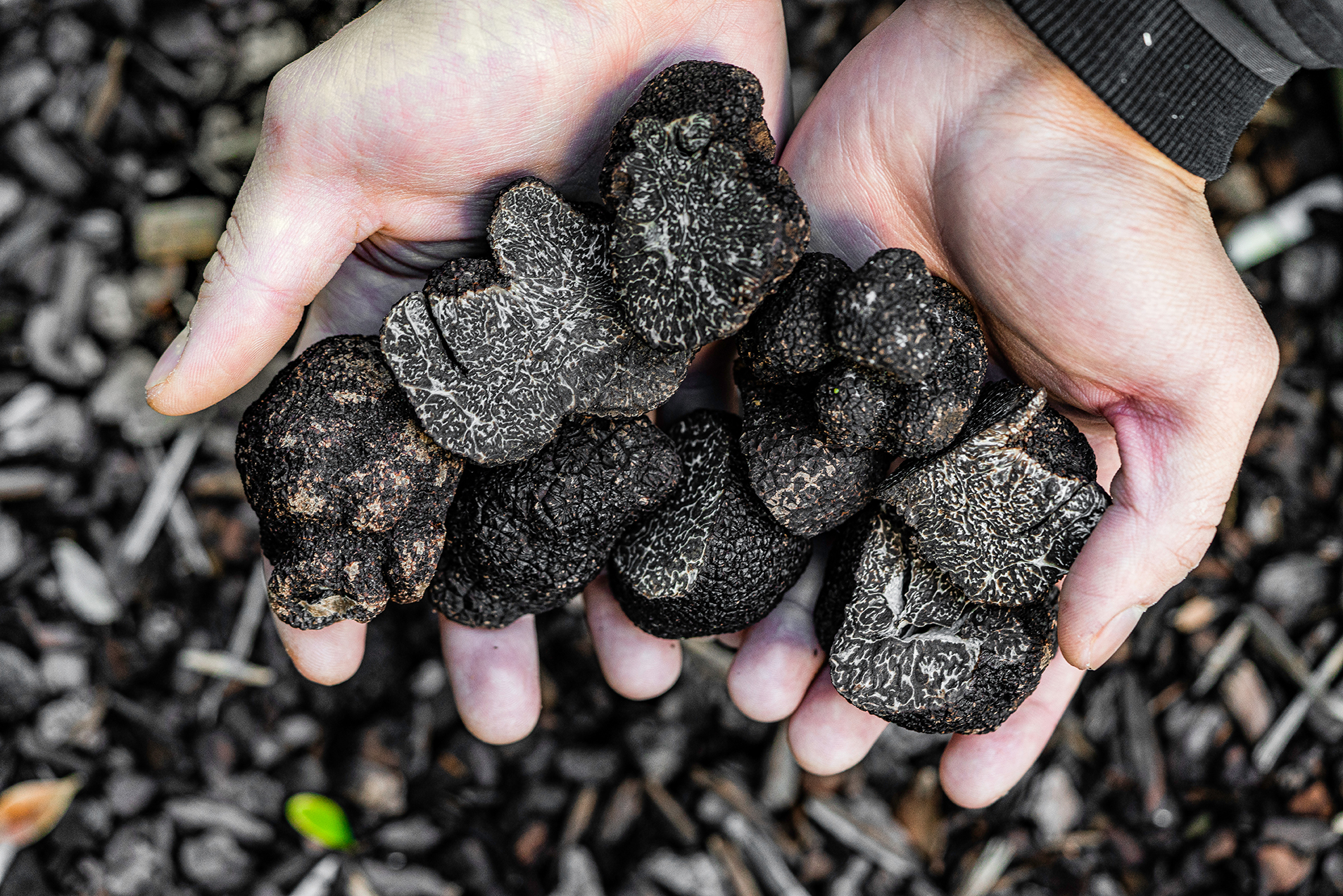 Australian truffle: truffle cultivation for industry expansion