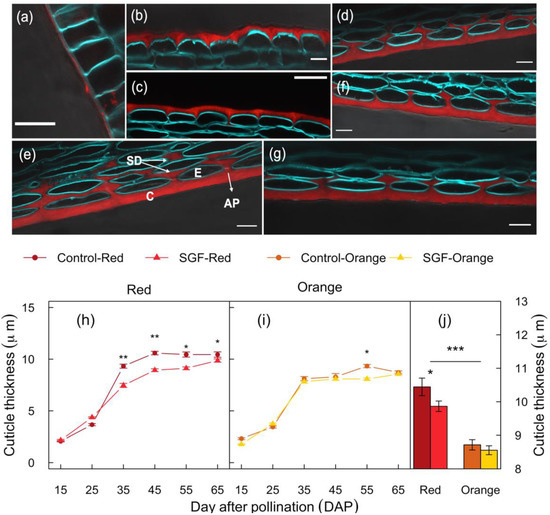 Smart Glass Film Reduced Ascorbic Acid in Red and Orange Capsicum Fruit Cultivars without Impacting Shelf Life
