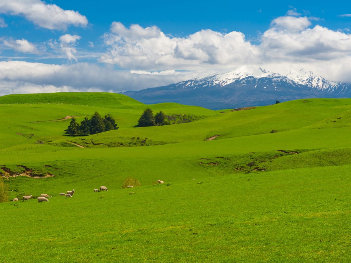 https://www.futurefoodsystems.com.au/wp-content/uploads/2022/05/Lush-NZ-farmland-complete-with-green-hills-and-grazing-sheep.-Credit-Shutterstock_244979071_CROP-scaled-1200x900.jpg