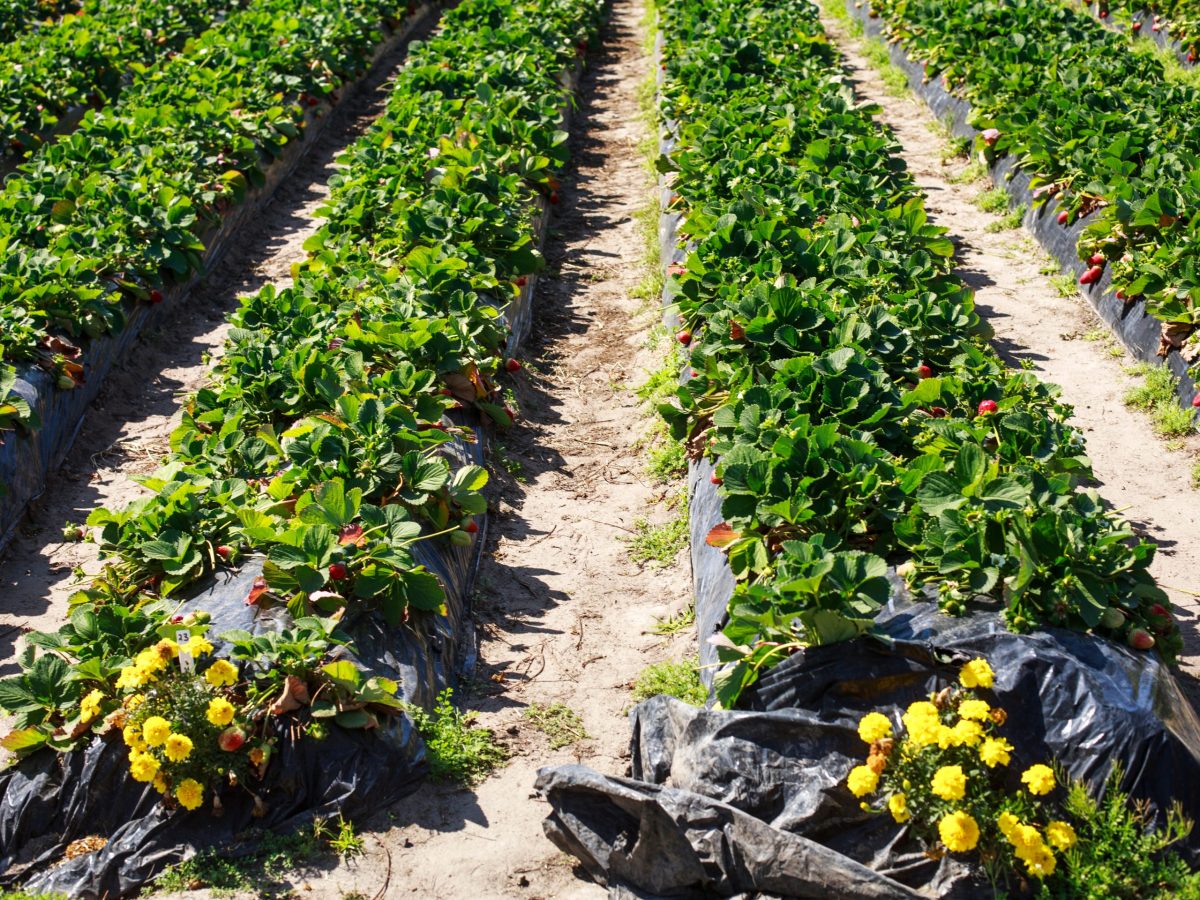 The Food & Agriculture Network's fourth annual trade event showcases fresh and value-added food & beverage products from members of the FIAL-backed Sunshine Coast agrifood cluster.