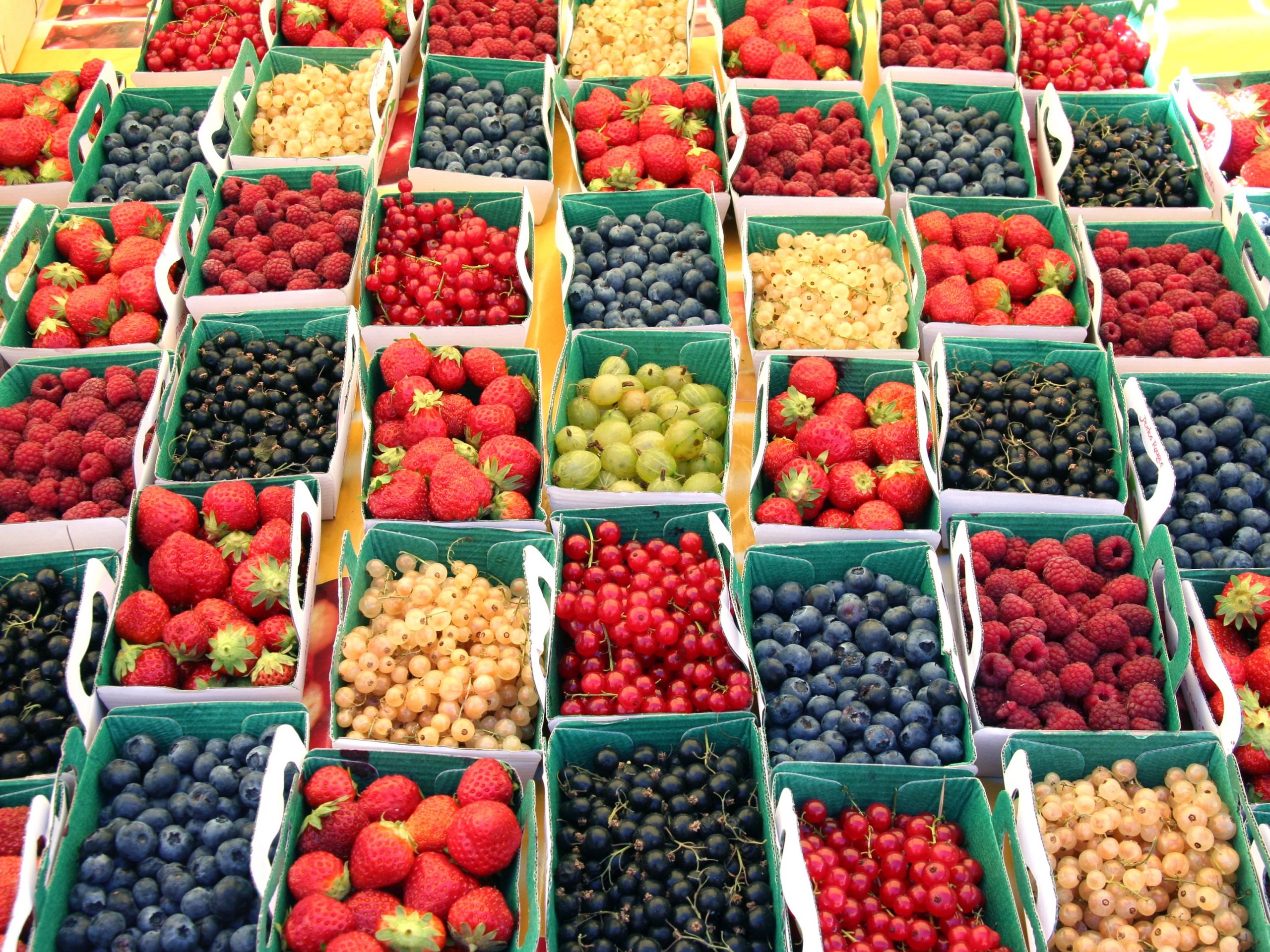 BerryQuest International conference