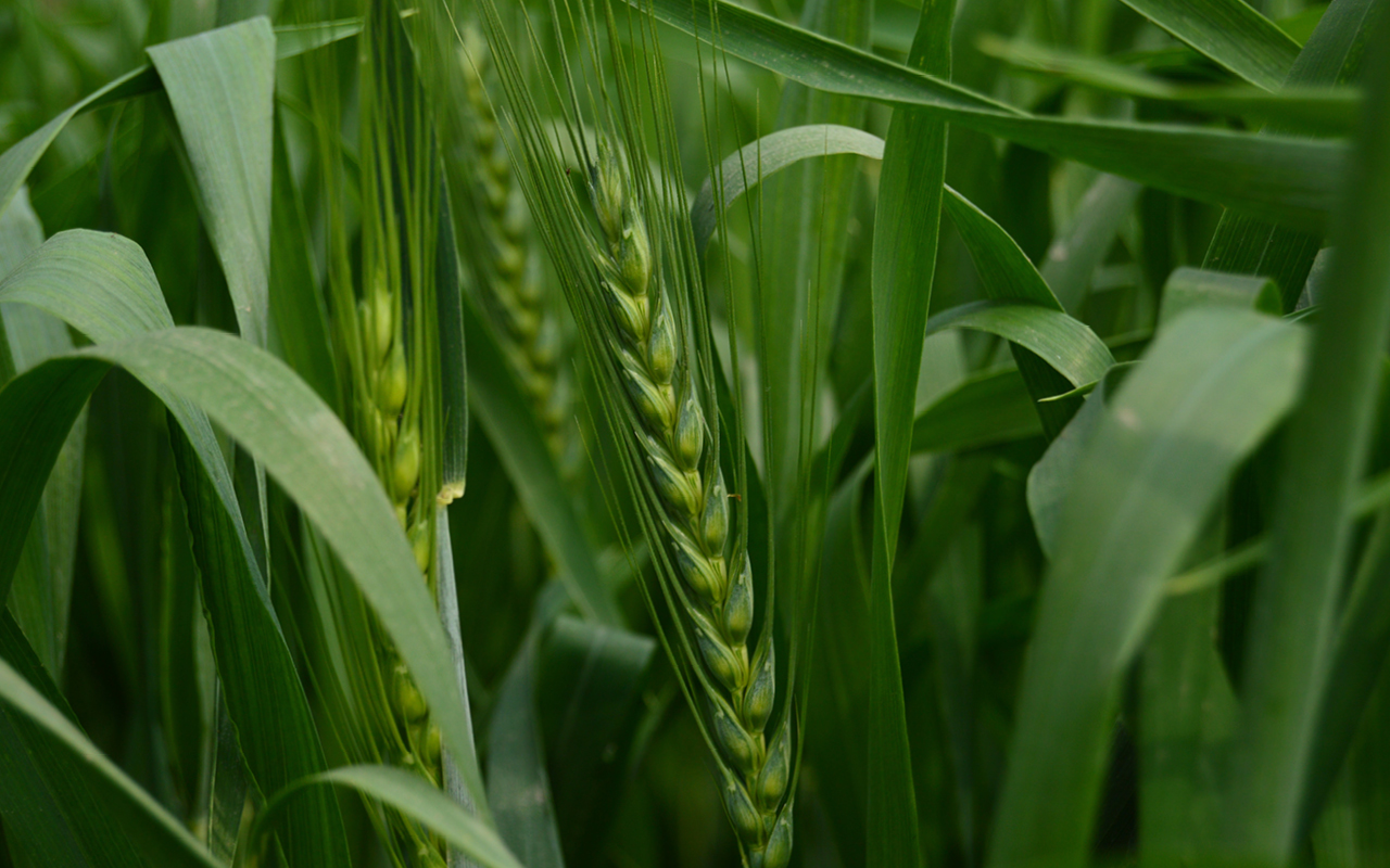 Linking leaf traits to carbohydrate profiles of wheat grains under heat stress