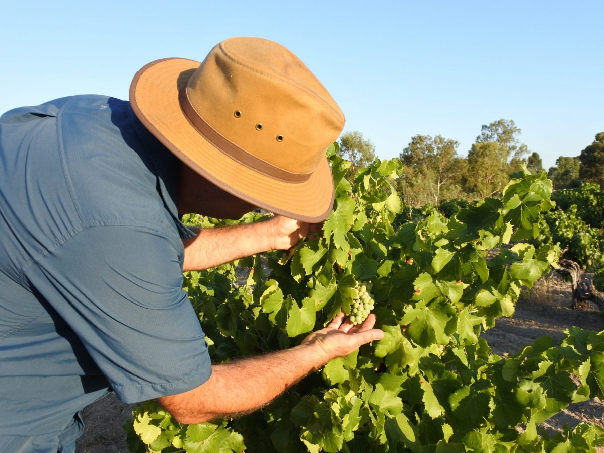 https://www.futurefoodsystems.com.au/wp-content/uploads/2022/06/WA-farmer-checks-wine-grapes-Swan-Valley-near-Perth-Western-Australia.-Credit-Shutterstock_1599041653_CROP-scaled-1200x900.jpg