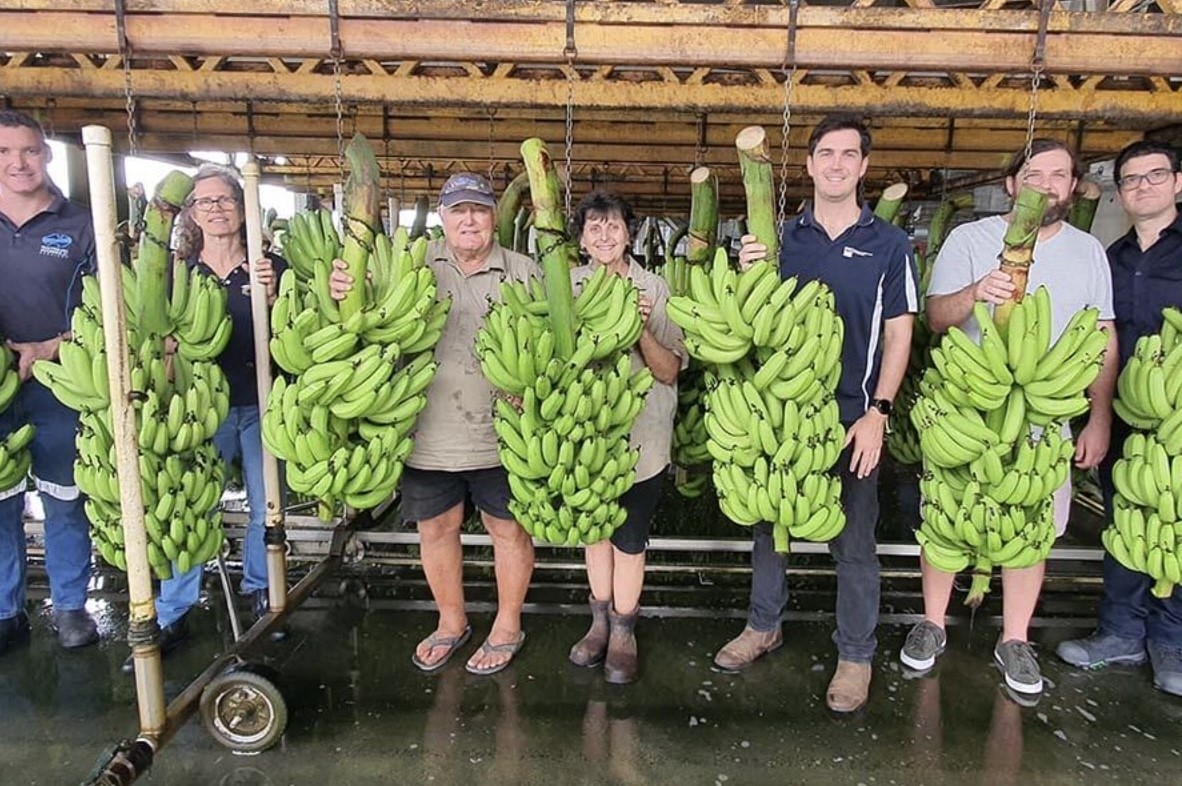 Brisbane's ARM Hub, North Queensland Banana Farmers and Hort Innovation have teamed up to help growers identify opportunities to cut costs by adopting ‘continuous improvement and automation technology’.