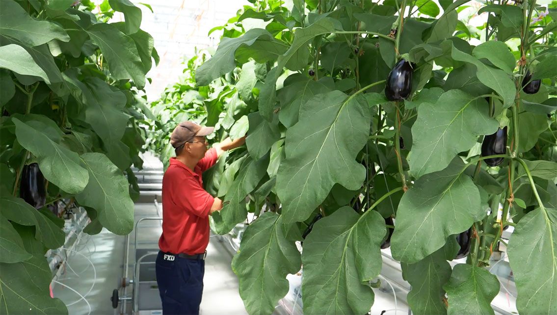 CRC supporting partner Qatar University is drawing on the expertise and state-of-the-art greenhouse facilities at Western Sydney University to help it develop sustainable fertigation solutions for indoor growers. 