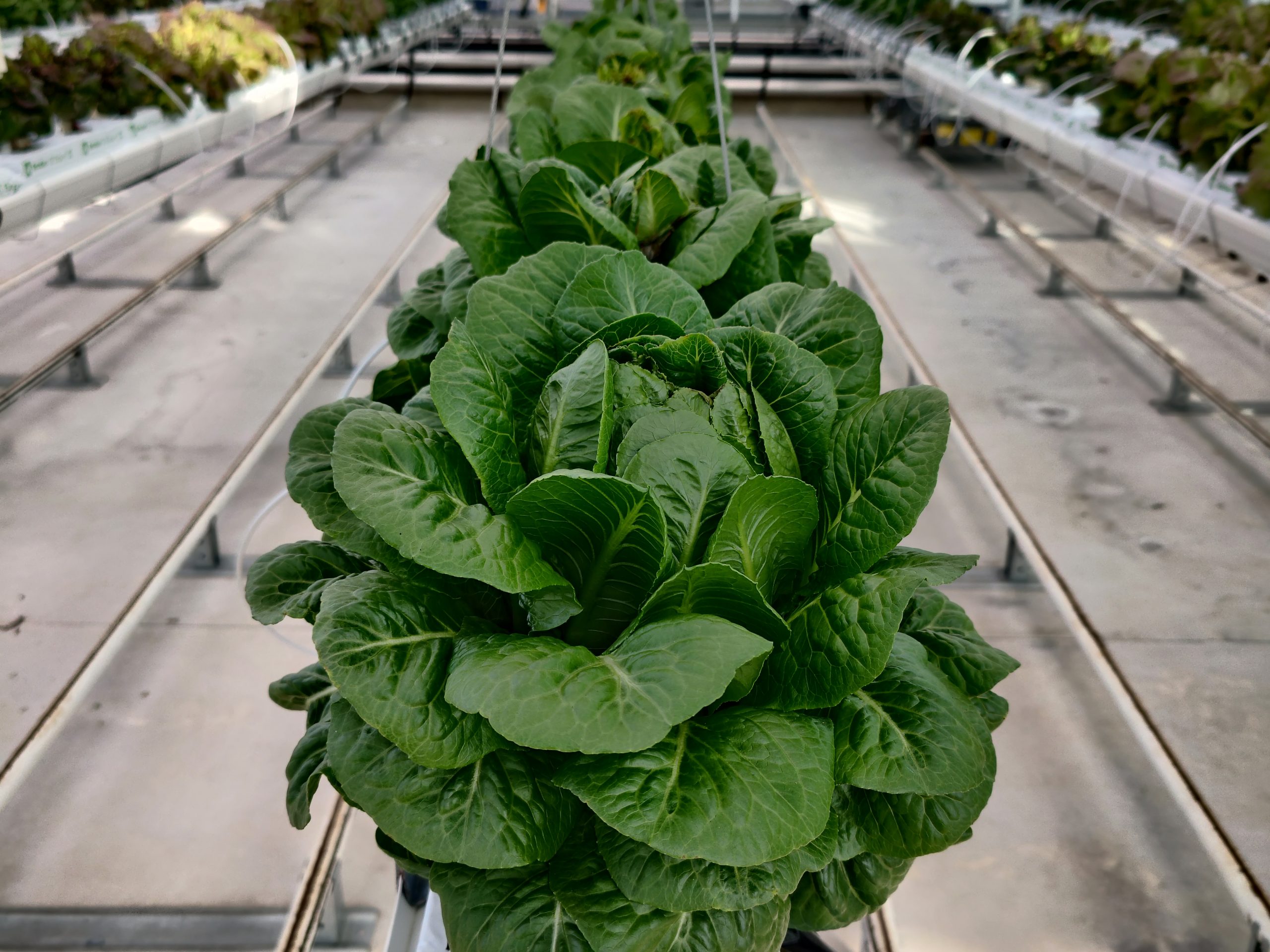In the recently completed 'Smart Glass' project, scientists at Western Sydney University showed the energy-saving ability of SG ULR-80 and the yield-increasing potential of LLEAF. Next steps? To combine the strengths of both.