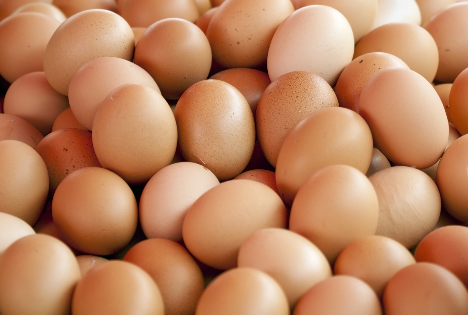 Predictive modelling of egg production quality and quantity using supervised machine learning algorithms