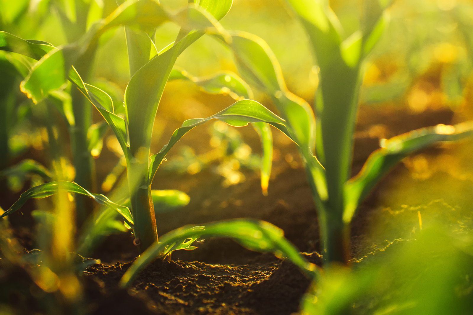 Novel bio-based solutions for effective management of key root pathogens of Australian protected cropping systems