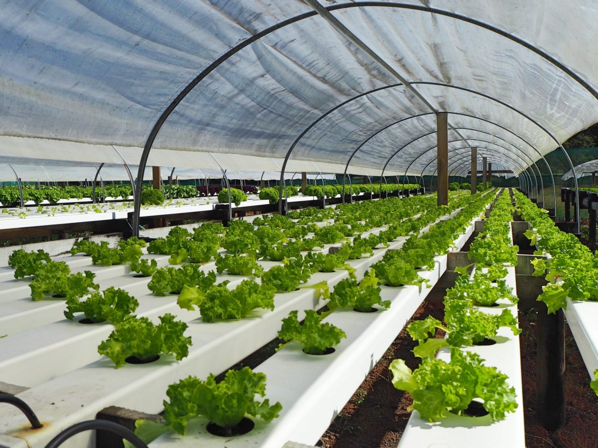 https://www.futurefoodsystems.com.au/wp-content/uploads/2022/10/Hydroponic-salad-farm-New-Zealand-Oromahoe.-Credit-Shutterstock_656780503_CROP-scaled-1200x900.jpg