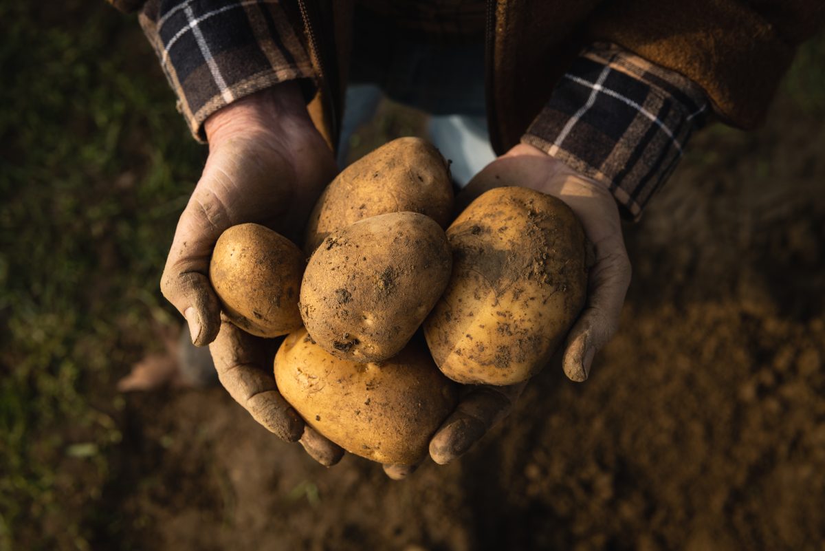 Deploying microscopic organisms to increase horticulture yields