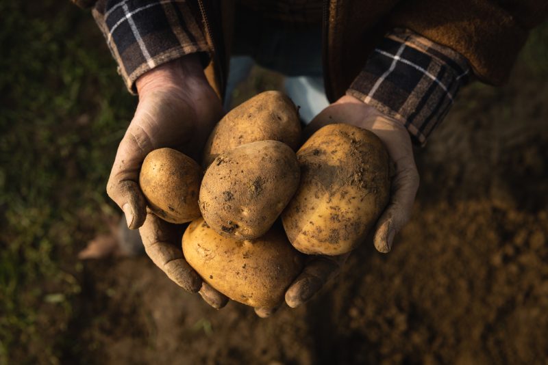 Deploying microscopic organisms to increase horticulture yields