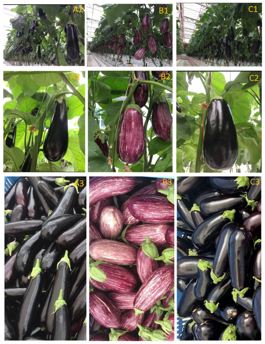 Physiological and Yield Performance Is Partially Linked to Water Use Efficiency of Eggplant Genotypes in a High-Tech Glasshouse