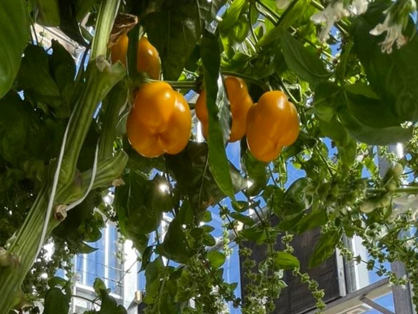 https://www.futurefoodsystems.com.au/wp-content/uploads/2023/02/Capsicum-crop-in-NVPCC-experimental-greenhouse-on-WSUs-Hawkesbury-Campus.-Credit-WSU_from_AgHubvisit_CROP.jpg