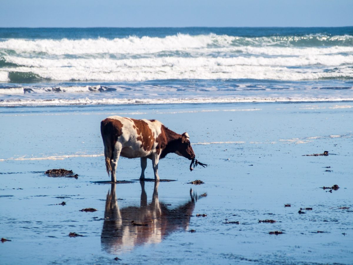 https://www.futurefoodsystems.com.au/wp-content/uploads/2023/02/Cows-eating-seaweed-is-not-a-new-thing-they-do-it-naturally-as-evidenced-by-this-cow-on-Chiloe-beach-in-Chile.-Credit-Shutterstock_1222956304_CROP-1200x899.jpg