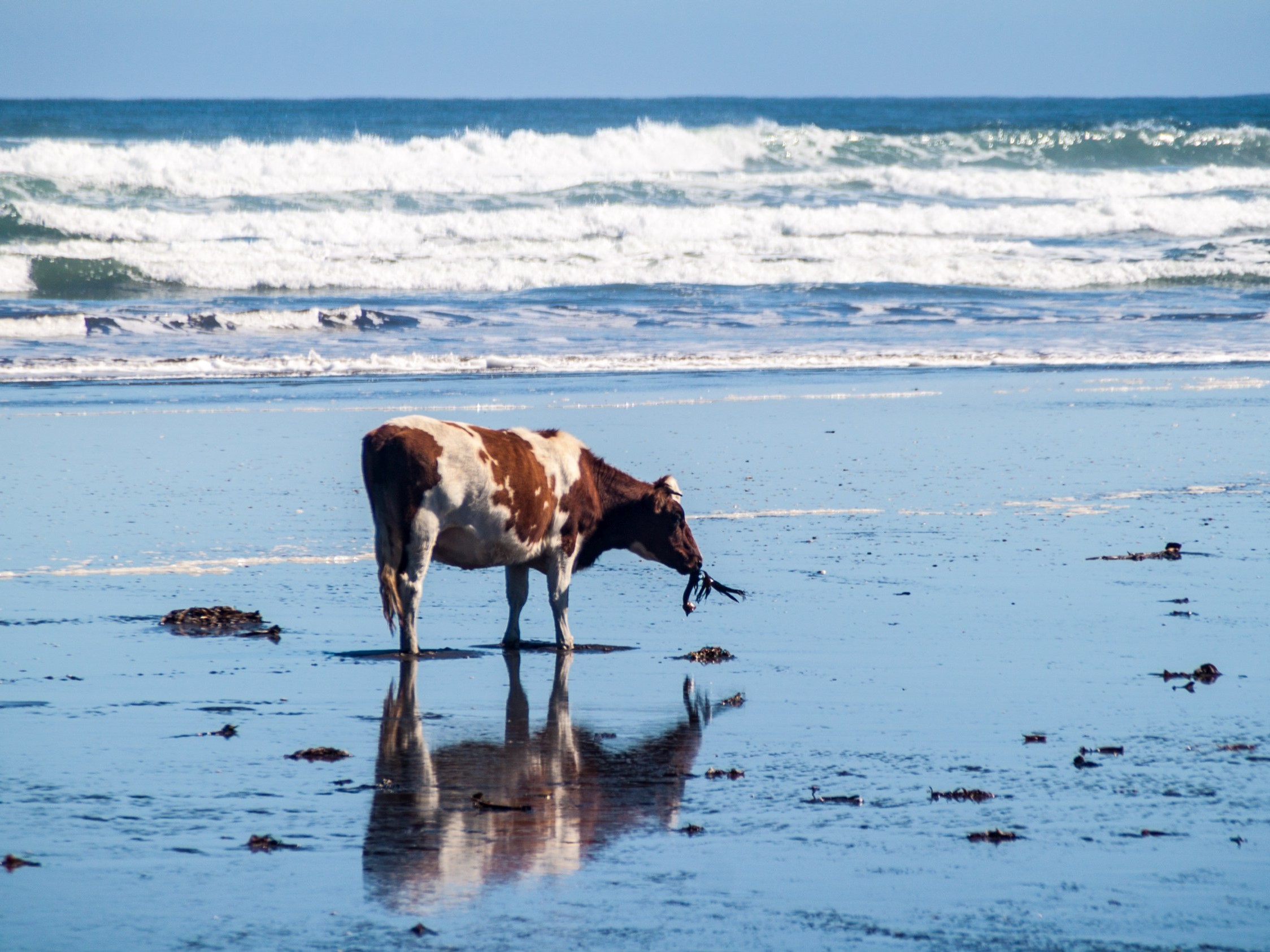 A new FFSCRC project aims to develop a cost-effective way of delivering methane-reducing feed additives to ruminants in the field.