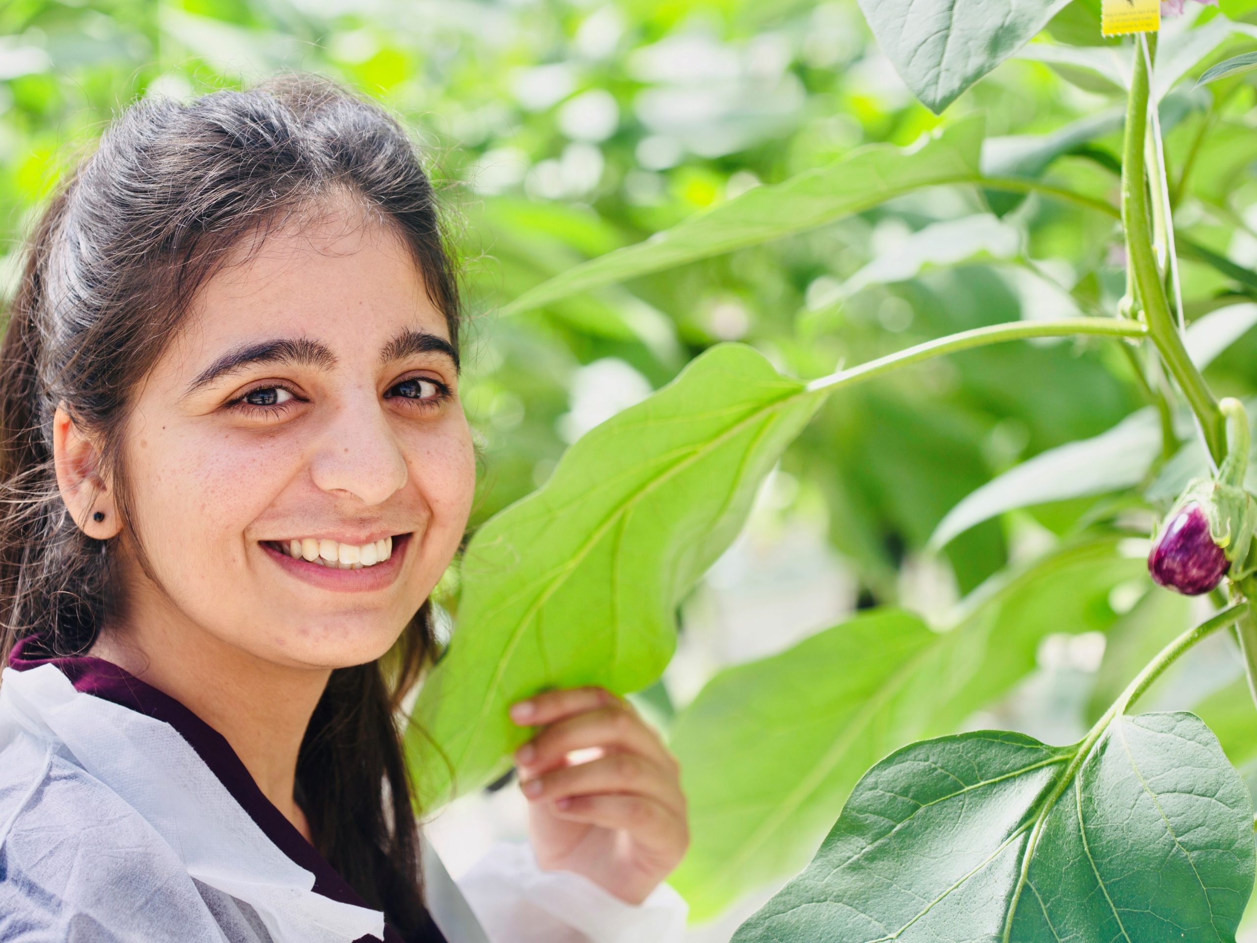 FFSCRC Industry PhD student and Western Sydney University student Sonali Koundal is exploring sustainable ways to fertigate glasshouse-grown vegetable crops for the benefit of growers and the environment.