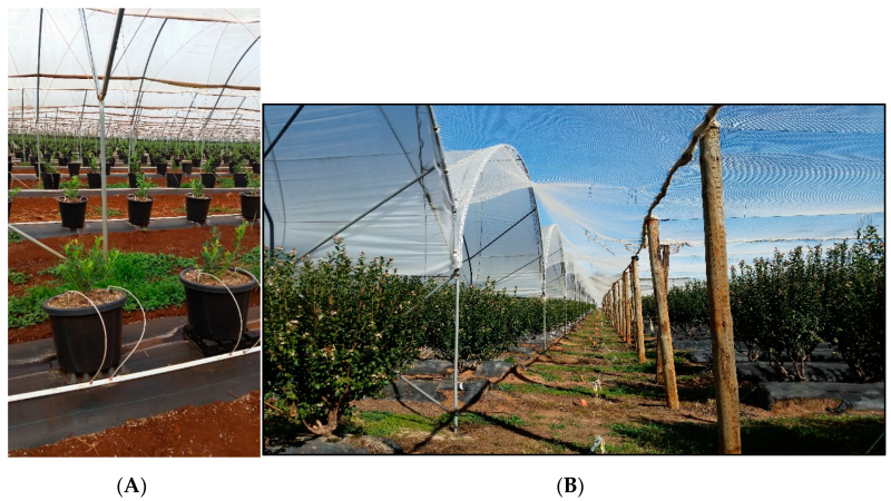 Improving Blueberry Fruit Nutritional Quality through Physiological and Genetic Interventions: A Review of Current Research and Future Directions