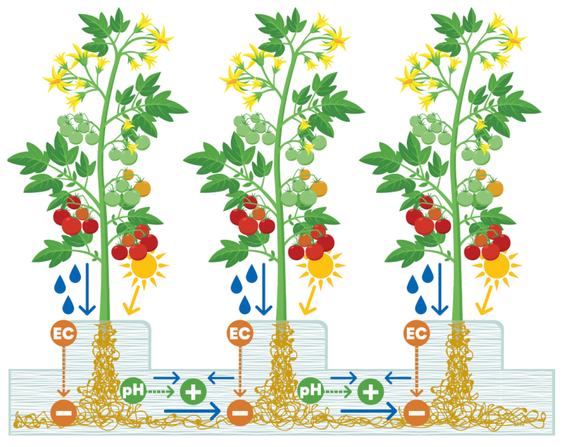 The Hydroponic Rockwool Root Microbiome: Under Control or Underutilised?